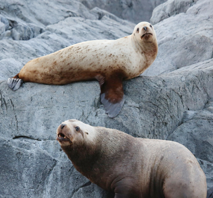 Allen Marine Seals