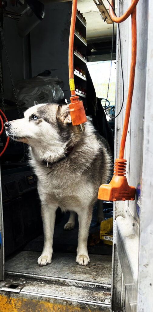 Dog in truck with electrical cord