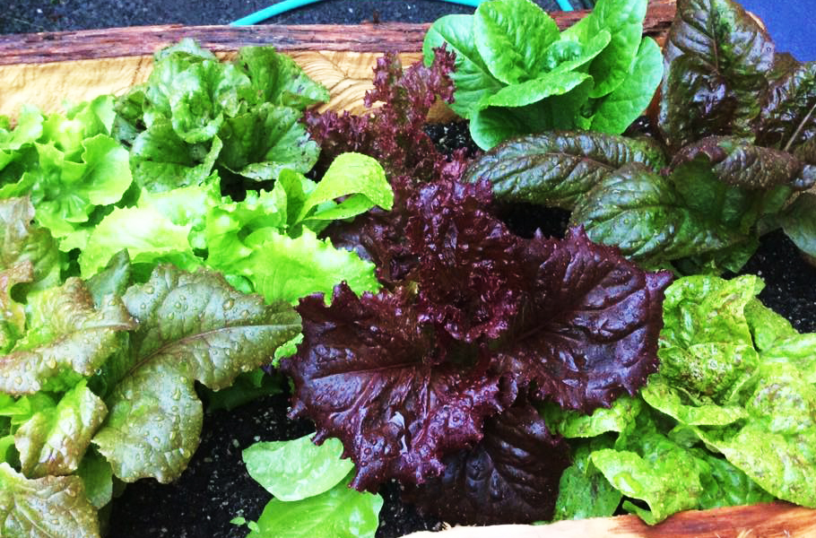 Anam Cara Family Garden lettuce