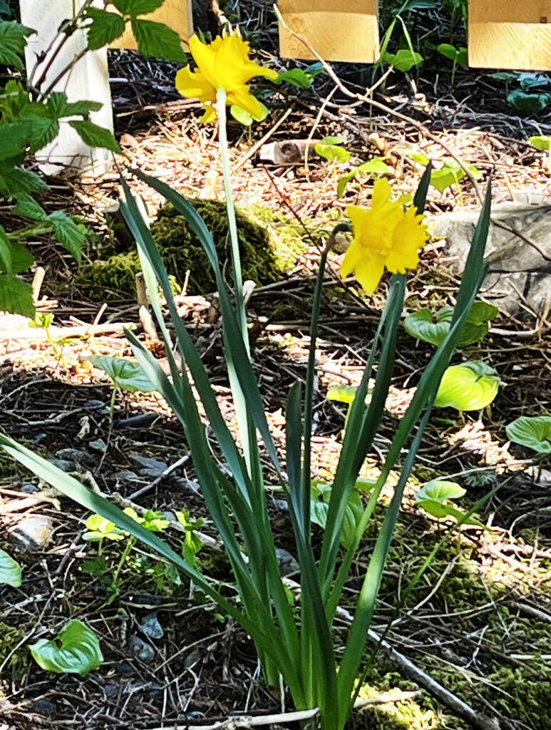 Daffodils on 05 15 23