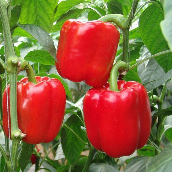 Red bell peppers on the vine