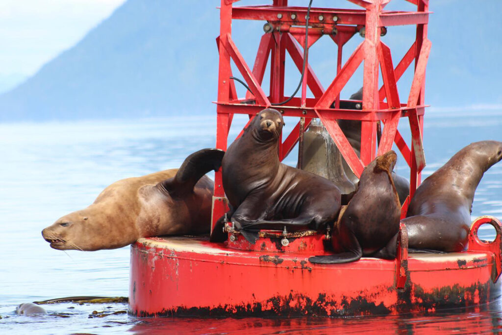 Sea Lions on buoy from Allen Marine
